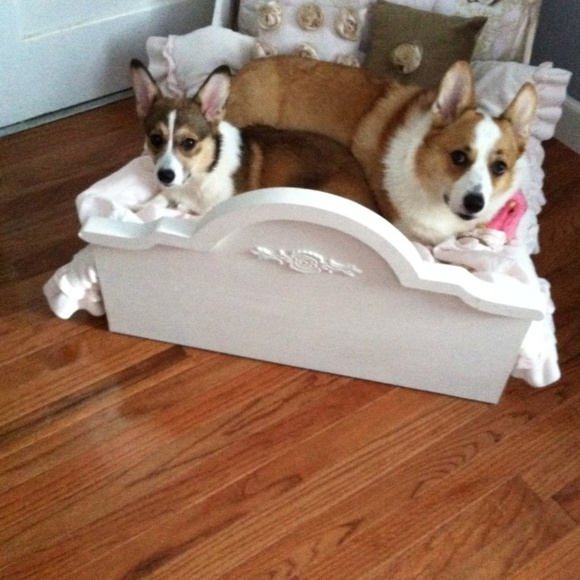 Meet your Posher, Hannah, Daisy, Rocky, Baxter(RIP) and Logan (RIP) - Picture 8 of 14